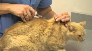 Local Experts Granite City Pet Hospital How to Inject a Cat [upl. by Ynaffets]