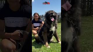 Caucasian Shepherd female Yaka dog puppy dogs animals bigdog lion [upl. by Lovato]