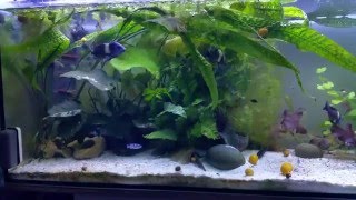 Update meines Tropheus duboisi Aquariums [upl. by Vasileior]