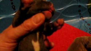 pitbull puppies newborn [upl. by Lewiss684]