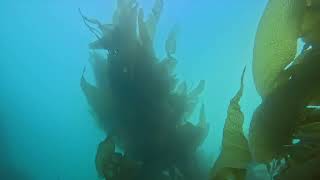 Goleta Kelp Reef 9724 [upl. by Lemaj760]