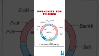 Plasmid vector PBR322 [upl. by Nayrb]