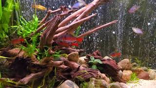 Beautiful odessa barbs denison barbs gold barbs praecox rainbowfish [upl. by Ravahs]