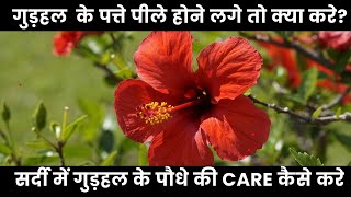 How to Care Gudhal Plants  Jab Patte Pile Padne Lagye To Dekhbhal kaise kare [upl. by Barcroft912]