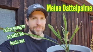 Dattelpalme selber ziehen So sieht meine Palme heute aus und so pflege ich meine Dattel [upl. by Tindall]