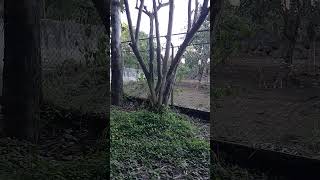 Deer  Deer lunch 🦌 Deer playing with team 😄nature animals anime shorts animallover animal [upl. by Cyrus497]