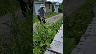 How To Cut Three Foot Tall Grass With Weedeater 🌱 [upl. by Berga547]