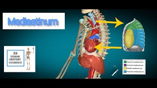 Mediastinum Anatomy I Human Anatomy Tutorial [upl. by Unhsiv132]