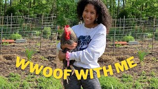 My first WWOOF USA experience [upl. by Annoirb]