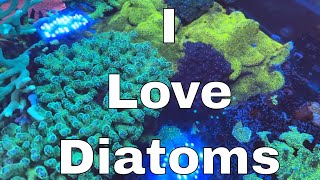 My Tank Has Diatomsand I LOVE IT  Waterbox Aquariums Angelfish Reef LX 2706  Part 15 [upl. by Virgin]