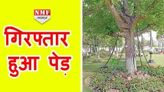 Pakistan में है एक ऐसा Banyan tree जो है 118 साल से arrested [upl. by Rutherford]