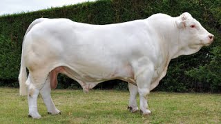 Charolais bulls [upl. by Kela361]