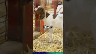 Adorable Pygmy Goats Spreading JoyFunnyAnimals Animal PlayfulGoats CuteAnimals AnimalLovers [upl. by Yleoj]