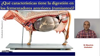 Fisiología de la digestión fermentativa fermentación ruminal y cecocólica de la celulosa [upl. by Egan952]