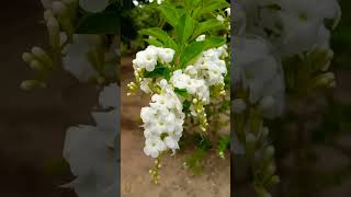 Duranta Erecta Alba A White Sky Flower Showcase [upl. by Joby]