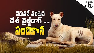 Telugu Wilddog Pandikona Dog  hunting dog pandikona [upl. by Opal914]