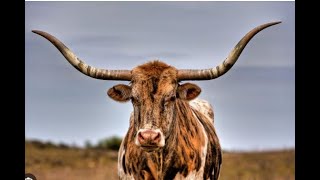 Longhorn Cows Hereford Cows amp Horses [upl. by Mcarthur251]