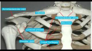 Shoulder Girdle Clavicle Sternum [upl. by Mell314]