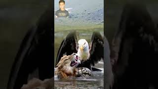 Wild Life Smart Brave Eagle Save Tiger Life [upl. by Kahl]