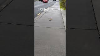 교통사고 고슴도치 비극적인 죽음을 애도합니다 뉴질랜드 newzealand 오클랜드 [upl. by Cathy]