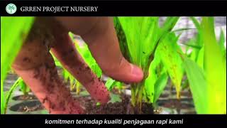 OIL PALM SEEDLING SUPPLIER  Green Project [upl. by Rucker576]