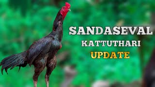 kattu tharai update sanda seval videokattu sevalvideo kattuseval sandakozhi sale [upl. by Garvey]