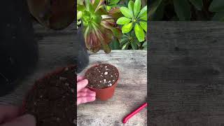 How To Propagate Succulents Cotyledon tomentosa [upl. by Adlemy]