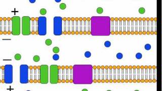 The Action Potential [upl. by Leissam]