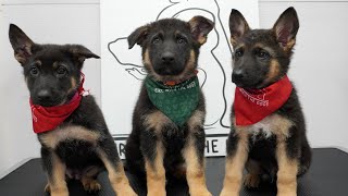 Dramatic little German Shepherd puppies SO CUTE [upl. by Mackintosh]