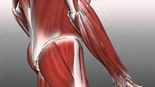 Forearm Muscles Part 2  Posterior Extensor Compartment  Anatomy Tutorial [upl. by Etireuqram961]