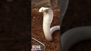 remembering Lilith the white king cobra [upl. by Dleifniw]