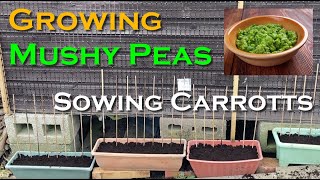 Growing Marrowfat Peas to Make Mushy Peas [upl. by Tobey]