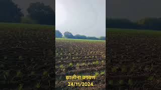 Sugarcane emerging sugarcane sacurum officinarum marathi farming agriculture sahebmaharashtra [upl. by Greenwood]