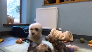 Dandie Dinmont Terrier puppies at 7 weeks [upl. by Melvena]