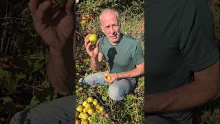 Windfall Apples 🍎 fruittrees orchard apple ideas motivation food permaculture gardening [upl. by Atnuahc531]