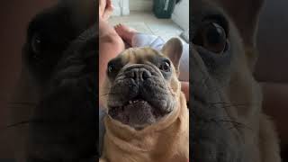 French bulldog barking [upl. by Flinn791]