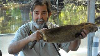 How They Deal With Nutria Large Rodent in Louisiana [upl. by Adnirb]