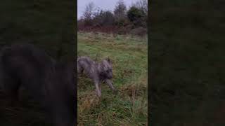 Stanley having a Zoom  cornwall lurcher dogwalk [upl. by Michaela948]