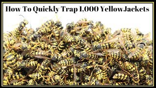 How To Quickly Trap 1000 YellowJackets In Just Hours Mousetrap Monday [upl. by Gnouhp]