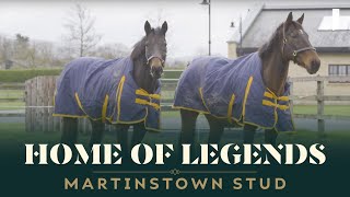 quotA FIVESTAR HOTEL FOR HORSESquot  THE INCREDIBLE MARTINSTOWN STUD [upl. by Nnoved]