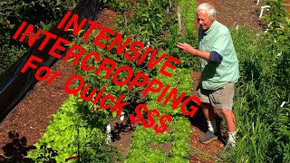 How to Generate Quick Revenue in a JustPlanted Fruit Orchard by Using Intensive Intercropping [upl. by Isahella]