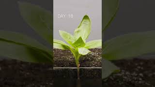 75 days sun flower [upl. by Wetzell120]