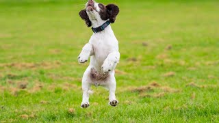 Essential Grooming Tools for Cocker Spaniel Owners [upl. by Jovita]