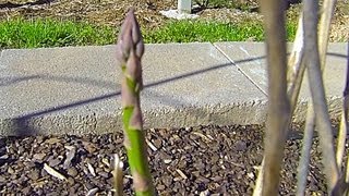 Asparagus  Second Year Growth  Raised bed garden [upl. by Trojan]