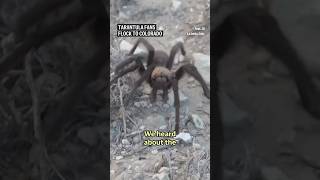 Tarantula fans flock to Colorado [upl. by Noellyn]