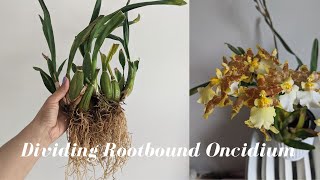 Oncidium Orchid Care  Dividing and Repotting Large Oncidium Orchid for Beginners [upl. by Anigue]