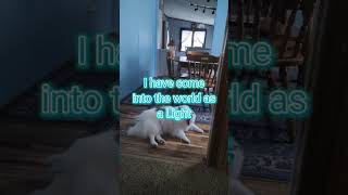 Bible verse with shylo dogsofyoutube pets biblesays bibleverses [upl. by Gaeta405]