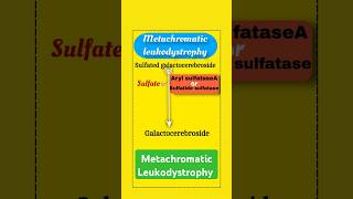 Metachromatic Leukodystrophy lipidmetabolism geneticdisorders biology biochemistry [upl. by Kiona757]