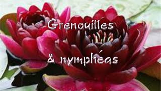 Grenouilles amp nymphéas [upl. by Elletsirhc]