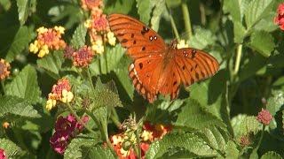 Butterflies and Pollinators [upl. by Domenico]